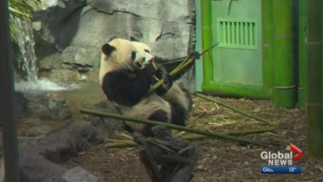 心疼国宝！疫情使加拿大的两只大熊猫受到威胁