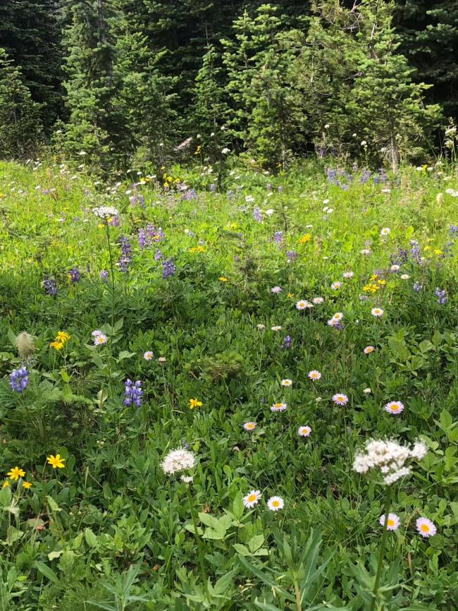 疫情下的曼宁公园：漫山遍野的野花和其他