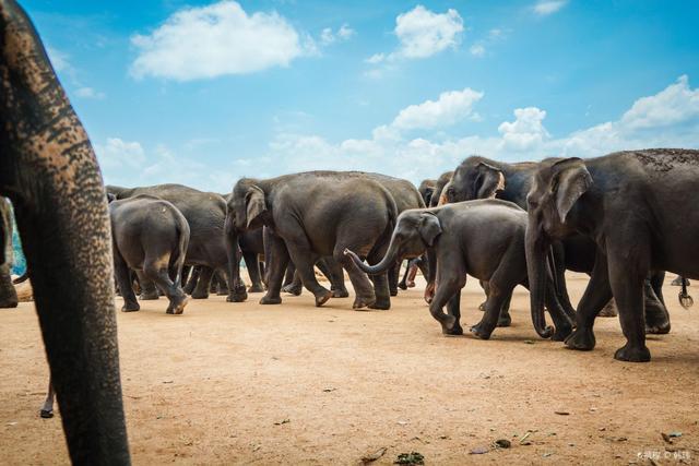全球第一所大象孤儿院 就在斯里兰卡