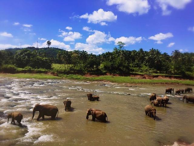 全球第一所大象孤儿院 就在斯里兰卡