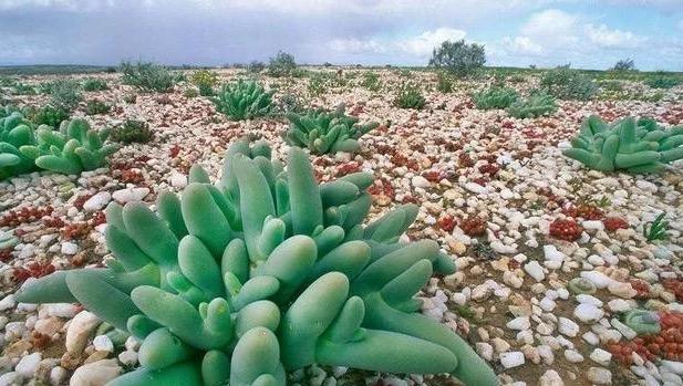 世界最奇特的沙漠 拥有3500多种植物