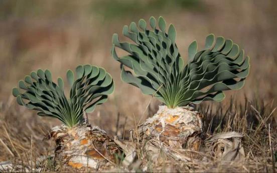 世界最奇特的沙漠 拥有3500多种植物
