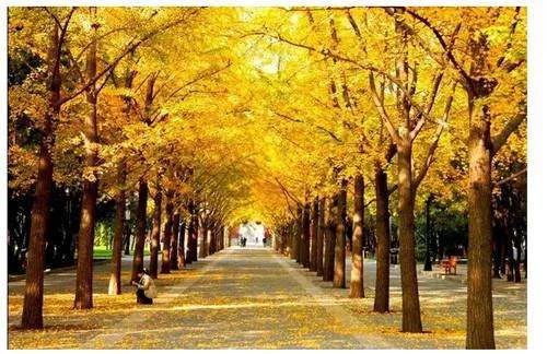 秋季赏叶指南来了 北京16处赏秋地全在这