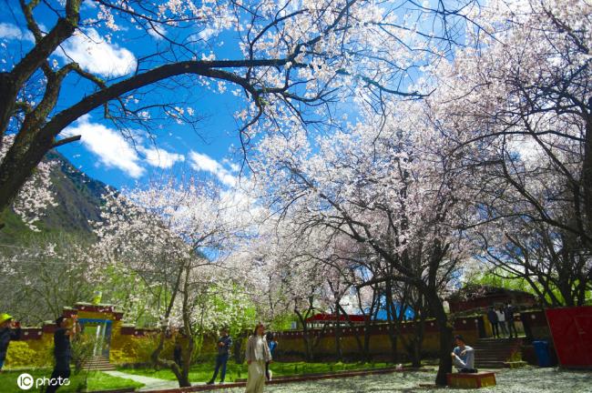 欣赏西藏林芝的桃花 感受无可替代的春天
