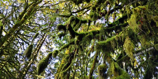 温哥华的树：你从远古走来，生命与时空同在