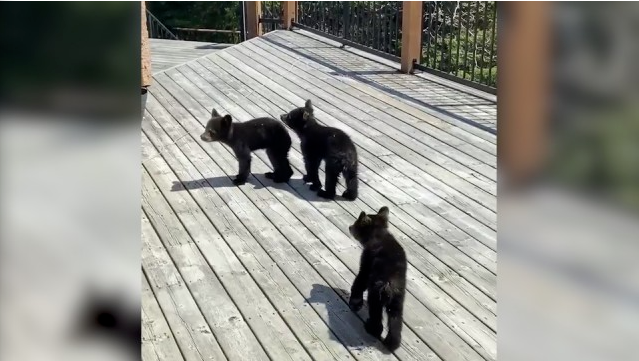 熊妈闯居民区遭杀！三只熊宝获“杀母仇人”救助