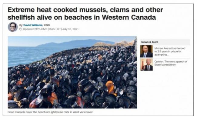 6月致命热浪，808人死亡 贝类海滩上直接被烤熟