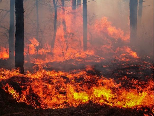 今早BC省内活跃山火至少300 88仍未受控