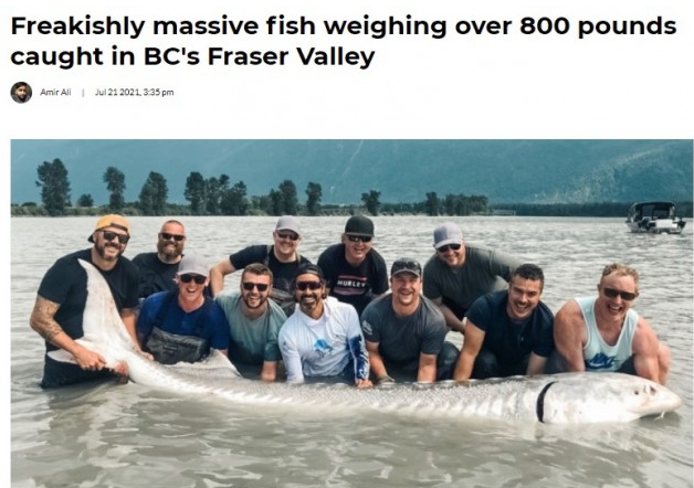 卑诗河中捕获重达800磅 百岁高龄大鱼