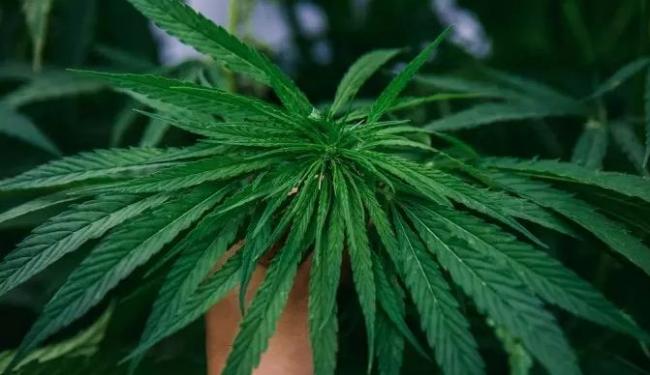 加国大麻产业发展迅猛 10年内种植地或翻10倍