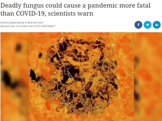 美国爆超级真菌疫情可人传人 一半病例90天死亡