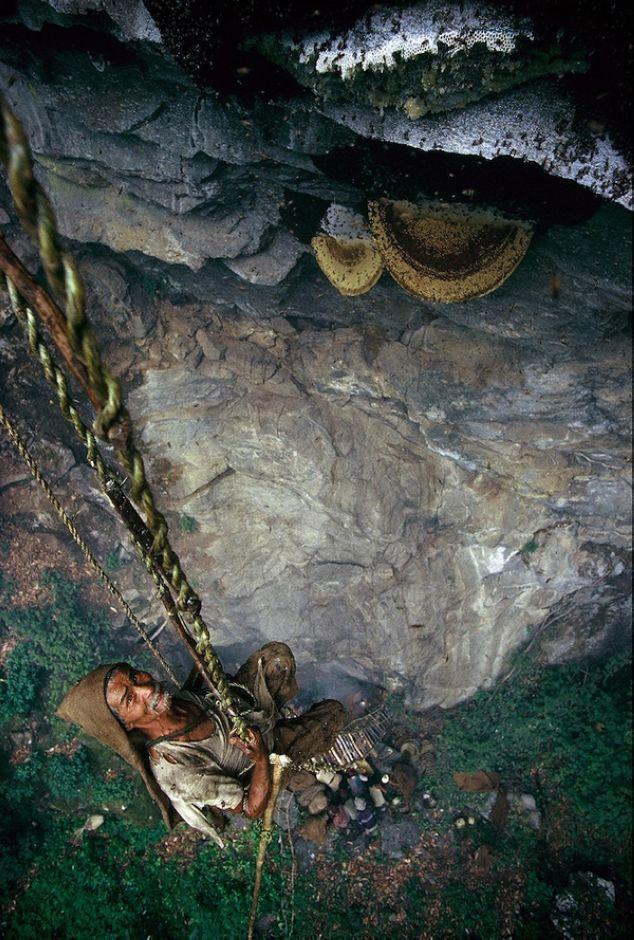 世界上最大的蜂巢“喜马拉雅悬崖蜂巢”