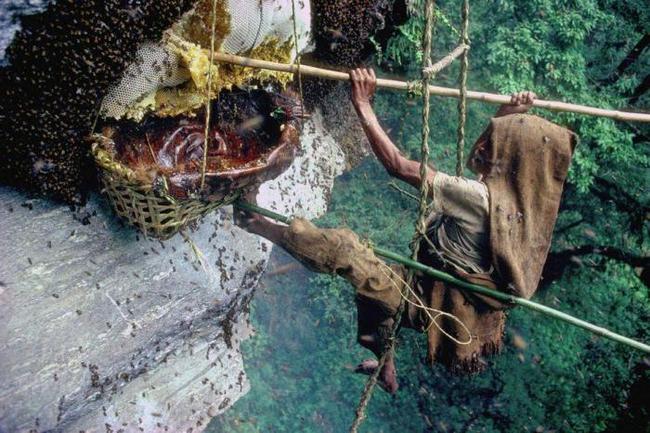 世界上最大的蜂巢“喜马拉雅悬崖蜂巢”