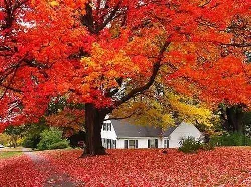 加拿大的秋天 枫叶流丹
