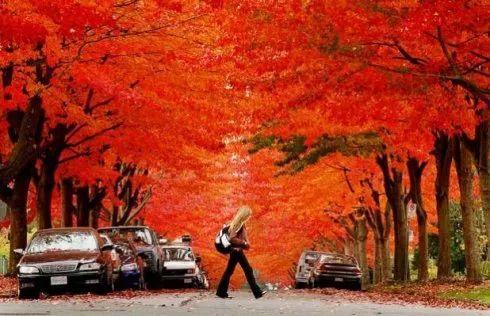 加拿大的秋天 枫叶流丹