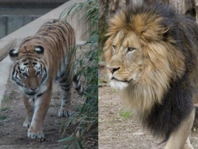 华盛顿国家动物园9头狮子老虎 确诊感染新冠