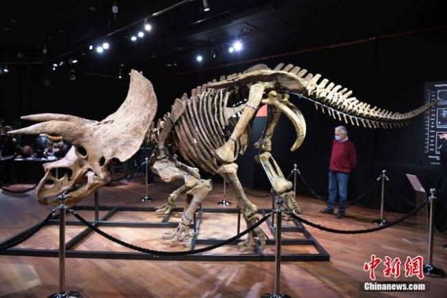 世界最大三角龙化石骨架在巴黎展出