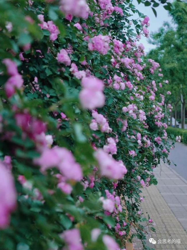 北京10大蔷薇花打卡地 解锁北京的浪漫5月