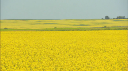 渥太华：中国已解除对加拿大油菜籽的3年禁令