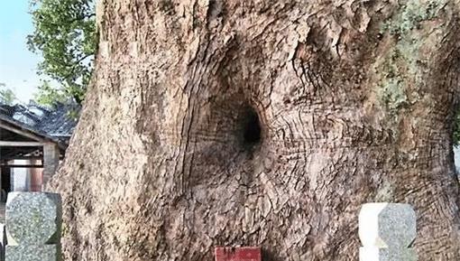 中国神秘的“树生佛” 千年古树藏佛像
