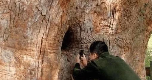 中国神秘的“树生佛” 千年古树藏佛像