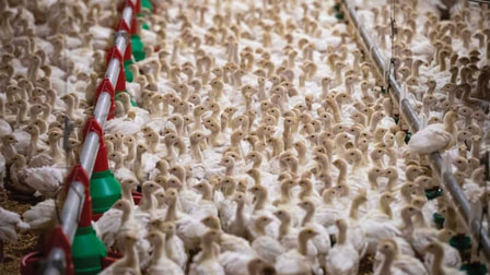 阻禽流感蔓延 菲沙河谷一农场扑杀4000火鸡
