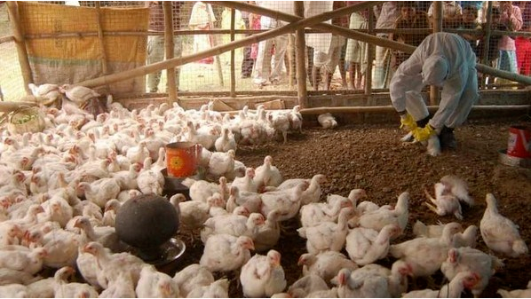 关注！全球多国遭受高度传染性禽流感肆虐