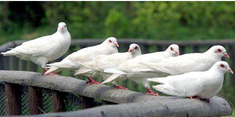 关注！全球多国遭受高度传染性禽流感肆虐