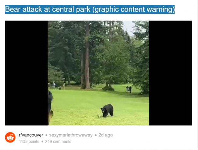 温哥华中央公园惊现黑熊追捕大鹅 人群逃散