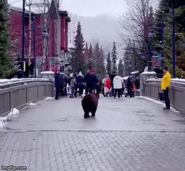 黑熊冲向人群 华人最爱的公园,这一幕惊呆网友
