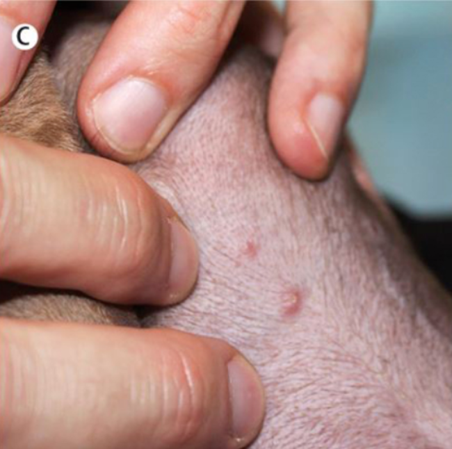全球首例！宠物犬被主人感染猴痘：腹部狂冒脓疱
