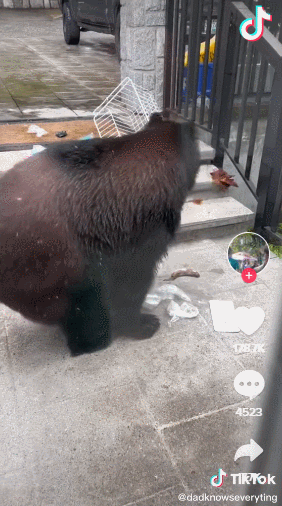 吓惨！温哥华男子惊爆：黑熊溜进家里洗劫了冰箱