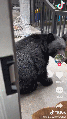 吓惨！温哥华男子惊爆：黑熊溜进家里洗劫了冰箱
