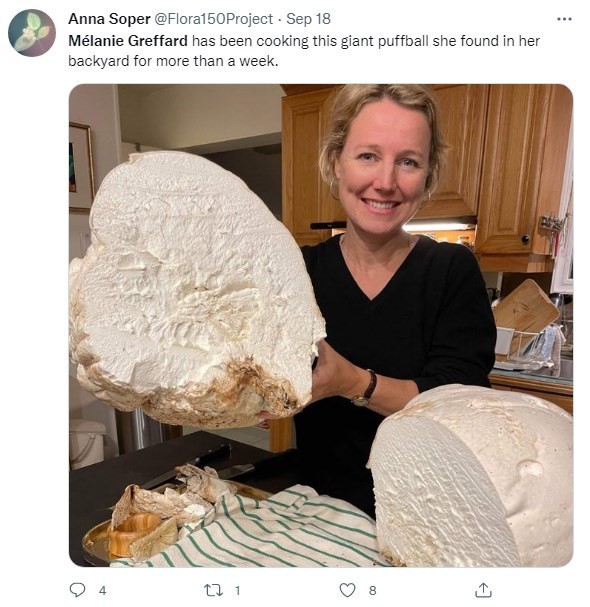 惊呆！加拿大女子自家后院发现6公斤重巨型蘑菇
