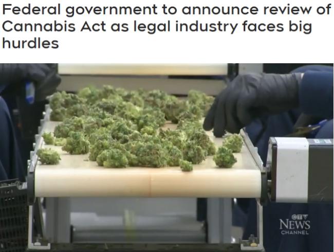 加拿大政府将宣布启动《大麻法》审查