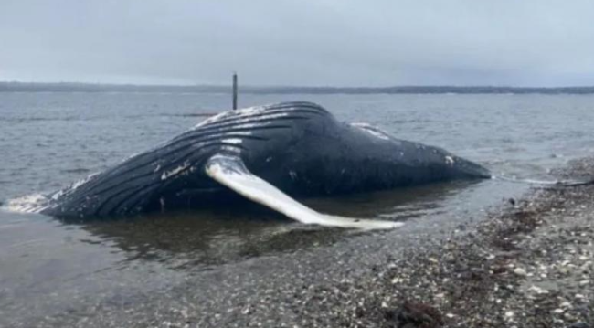 离奇集体死亡！BC多宗座头鲸死亡案 究竟怎么了