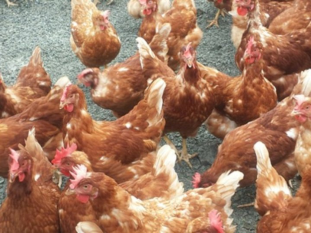 BC省七家养殖场发现禽流感