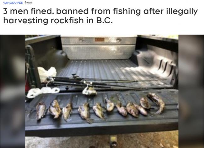 什么情况？BC省三名华人钓了10条鱼，竟遭重罚近两万加币+禁令