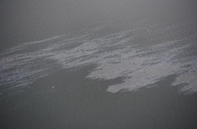 温哥华英吉利湾又漏油了 100升石油漏入大海