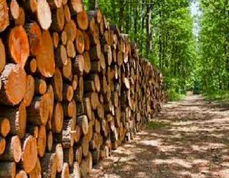 新林木业计划将扩大製造业 创造就业机会