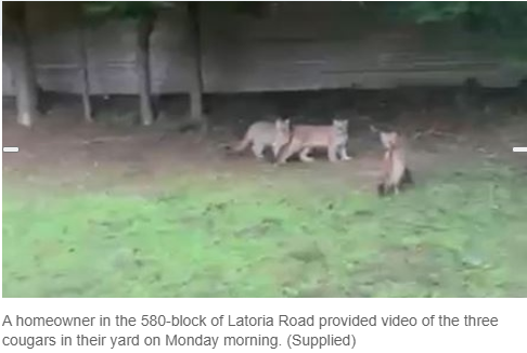 卑诗省民宅后院惊现3只美洲狮 附近家猫被咬死