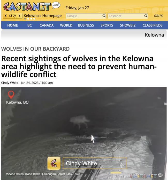 狼来了？BC省居民区附近罕见发现狼群活动
