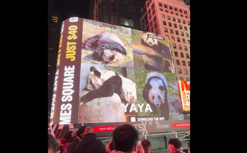 中国网友在纽约时代广场大萤幕上，投影有关猫熊乐乐、丫丫的影片，以及中国民众的关怀...