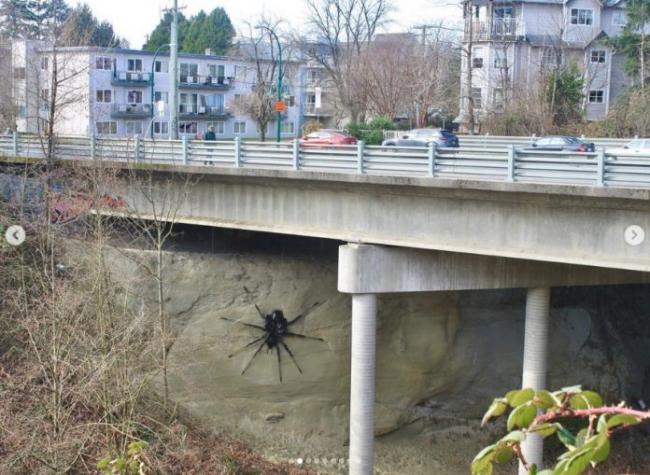 温哥华桥下惊现大蜘蛛 吓坏不少民众