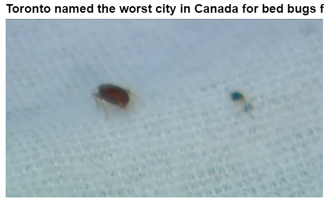 加拿大卫生环境排名 多伦多连续三年全国最差