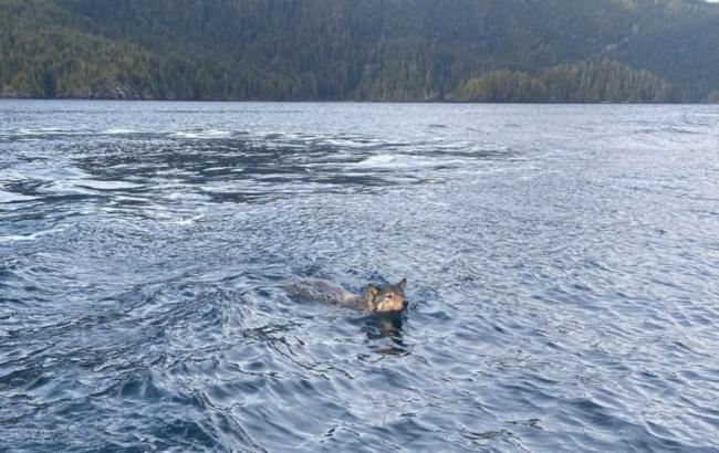 加拿大女子海上偶遇海狼游泳 爱犬兴奋狂吠