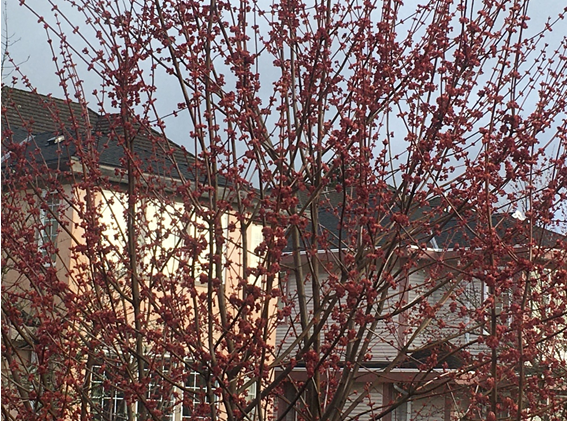 温哥华的枫，春天别样红