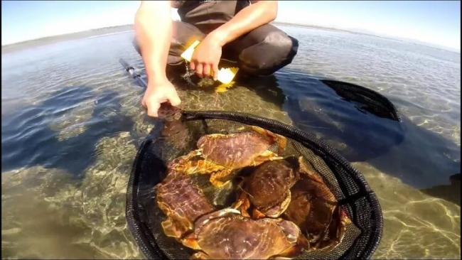 吃什么斑点虾 BC省海滩有免费螃蟹