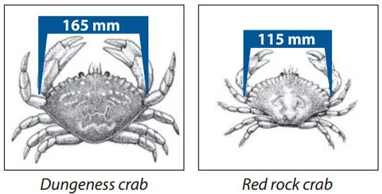 吃什么斑点虾 BC省海滩有免费螃蟹