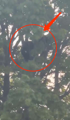 黑熊误闯居民区 吓到躲在树上好几个小时